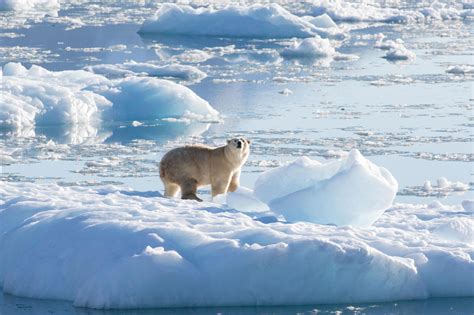 Scientists Discover A New Population Of Polar Bears In An Area Without