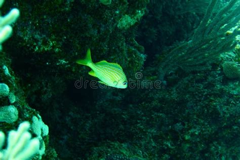 Coral Reef Tropical Fish And Ocean Life In The Caribbean Sea Stock