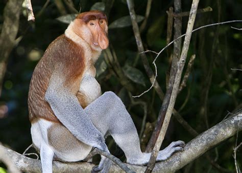 Proboscis Monkey In Borneo David Dennis Flickr