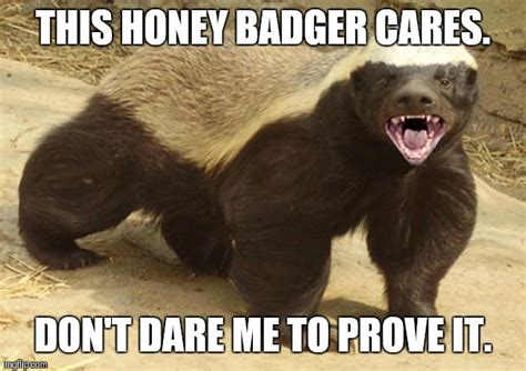 Honey Badger Imgflip