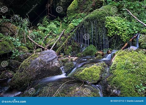 Stream In The Woods Stock Photo Image Of Tropical Long 55312712
