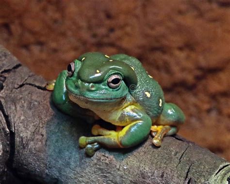 Splendid Tree Frog Stock Photo Image Of Australia Perch 99772904