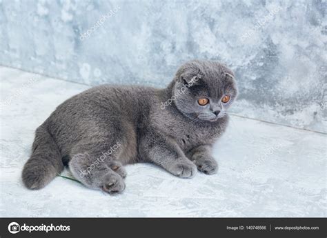 Cute Gray Scottish Fold Cat Stock Photo By ©victoriabee 149748566