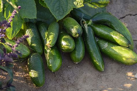A Complete Guide To Growing Cucumbers In Containers Off Grid World