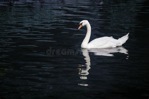 White Swan In Blue Pond Stock Image Image Of Long Lake 44405077