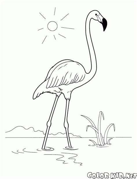 Desenhos De Flamingo Para Colorir E Pintar