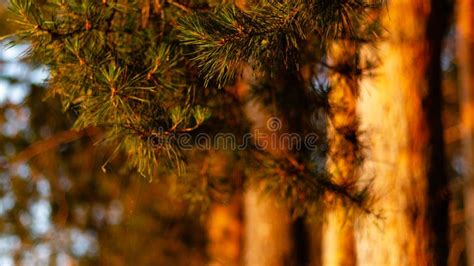 Pine Forest With The Last Sun Through The Trees Fresh Air For Health