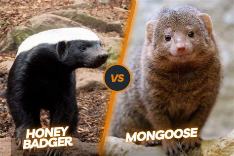 Honey Badger Vs Mongoose Two Of Natures Most Fearless Fighters