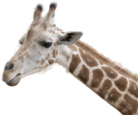 Giraffe Png Transparent Image Download Size 900x754px
