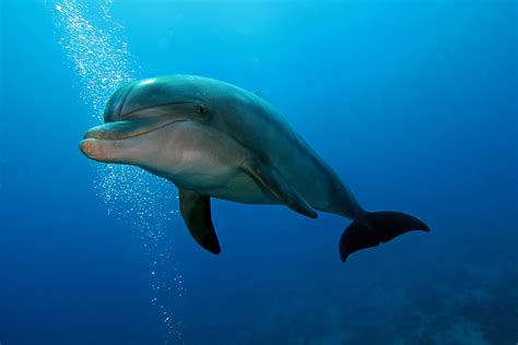 Common Bottlenose Dolphin Facts Habitat Diet Conservation And More