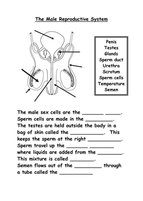 The male reproductive system worksheet answers. Reproductive Organs | Teaching Resources