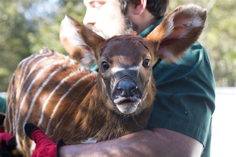 Critically Endangered Eastern Bongo Born At Freeport Mcmoran Audubon