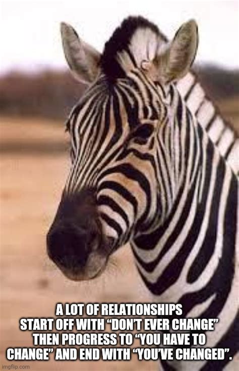 Condescending Zebra Imgflip