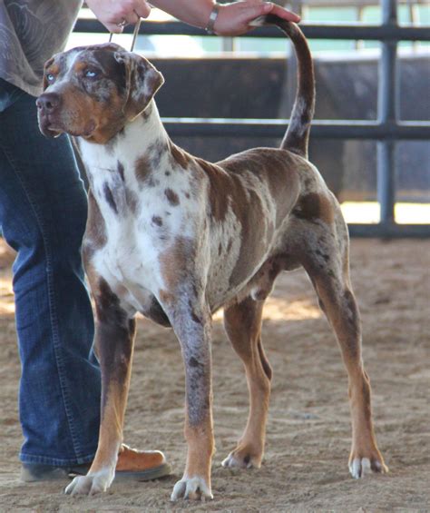 Red Leopard Catahoula His Name Is Raptor Catahoula Leopard Dog