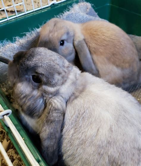 By giving free advertising space to all pet. Page 2 - Holland Lop For Sale in Ohio (30) | Petzlover