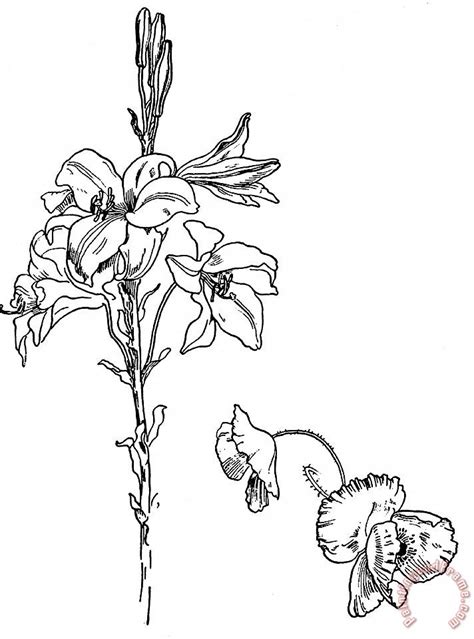 Continuous line drawing of rose flower botanical. Walter Crane Lily And Poppy Flower Line Drawing painting ...