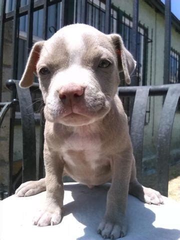 Xl pit bull puppies for sale. Blue Nose PitBull Puppy for Sale in Los Angeles, California Classified | AmericanListed.com