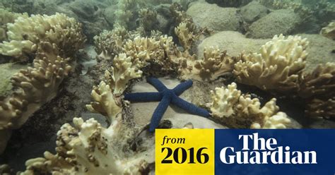 Coral Bleaching Event Now Biggest In History And About To Get Worse