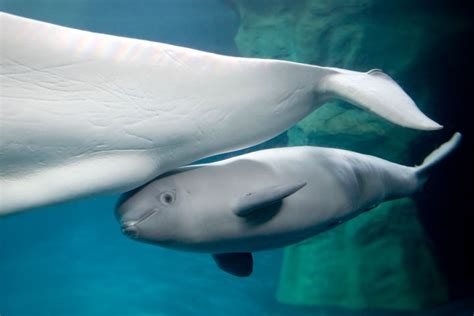 New Baby Beluga At Shedd Aquarium Makes Public Debut Is A Girl Photos