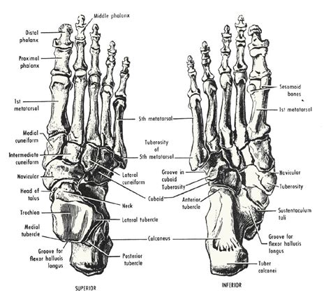 The Body Fig 12 32 Bones Of The Right Foot Click For High
