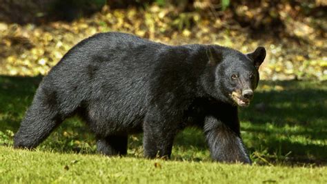 5500 Reward In Deaths Of 2 Louisiana Black Bears