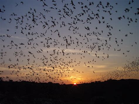 Bats Flying Out Of Cave