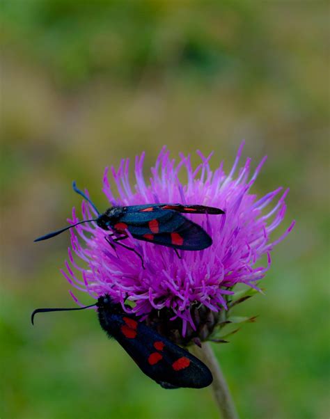 Traditional names exist for some of them: A flower for the first date