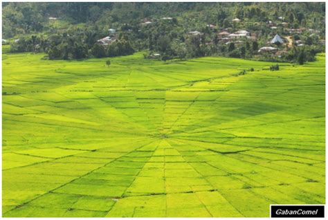 Perumpamaan orang beriman itu bagaikan lebah. Sawah Padi Seperti Sarang Labah labah.