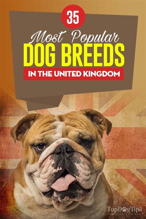 35 Most Popular Breeds In The United Kingdom Popular Dog Breeds Dog