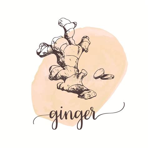 Ginger Hand Drawn Illustration Ginger Vector Doodle Style Cartoon