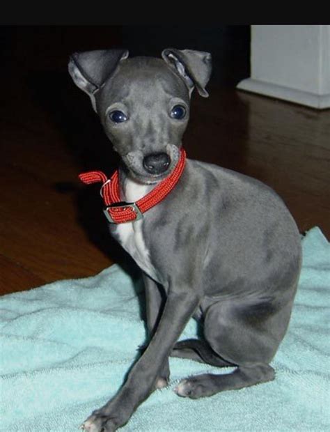 current-obsession-italian-greyhounds-italian