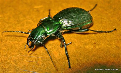 Phil Bendle Collectionbeetle Metallic Green Beetle Megadromus