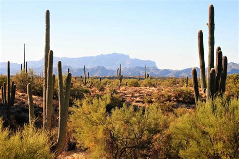 Southern Arizona - Tucson Guide