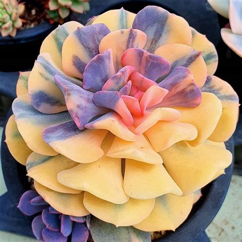 Succulent Plants On Instagram Ill Take A Hundred Of These The