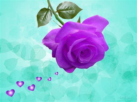 Awsome Lovely Purple Violet Rose Wallpaper Artline Feel The Creation
