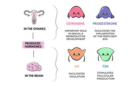 female hormones how do they function