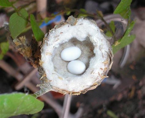 Hummingbird Nests Are As Small As A Thimble Be Careful Not To Prune