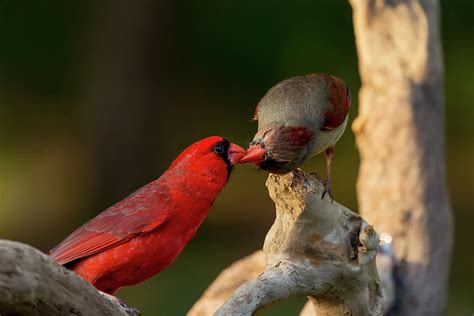 Kissing Cardinals Photograph By Andy Favors