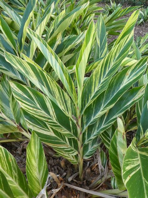 Asian Variegated Shell Ginger Real Estate
