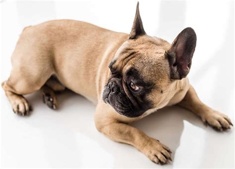 We ask that people educate themselves, friends and family or anyone they talk to who is thinking about one of these dogs. How Much Do French Bulldog Puppies Cost? (And Finding Them)