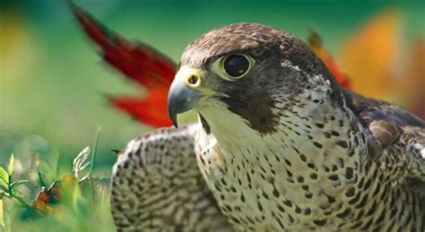 Falcon Facts Pictures Habitat And Other Information