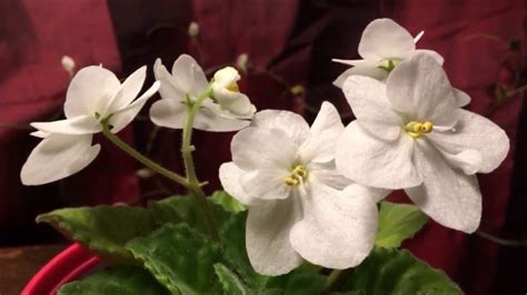 🌺my Beautiful White African Violet Saintpaulia Is Re Blooming 342018🌺