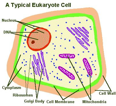 In animals, the cell membrane establishes this separation alone, whereas in yeast, bacteria and plants. Four things about... (a simple approach to anatomy and ...