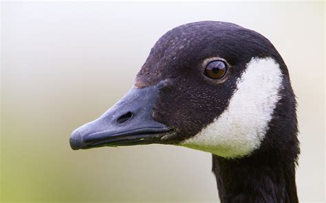 Early Canada Goose Hunting Season Open In Mississippi