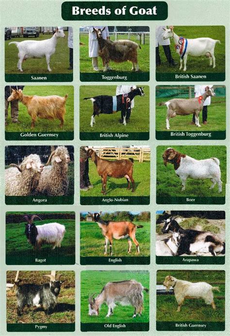 Different Breeds Of Goats Goat Farming Keeping Goats Raising Goats