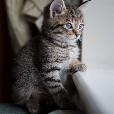 Tabby Kitten Looking Out Of Window — Feline Domestic Animal Stock