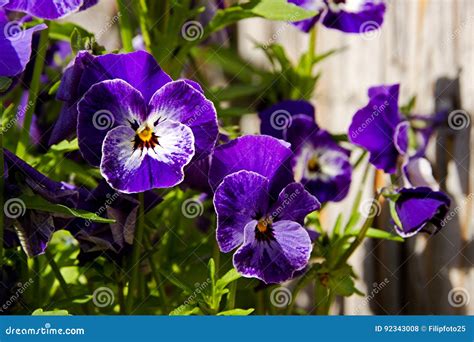 Pansies Blooms Stock Photo Image Of Detail Botany Colorful 92343008