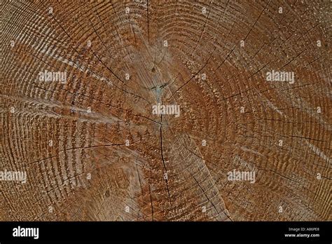 Tree Rings Depicting Age By Annual Growth Stock Photo Alamy