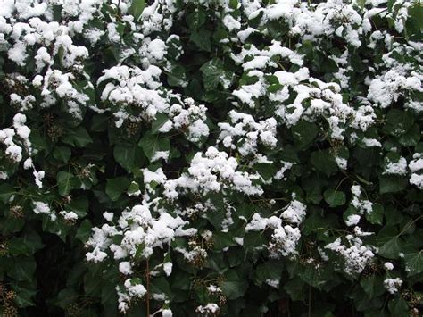 Photographs Ivy And Snow