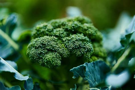 Growing Broccoli Garden Gnome Academy